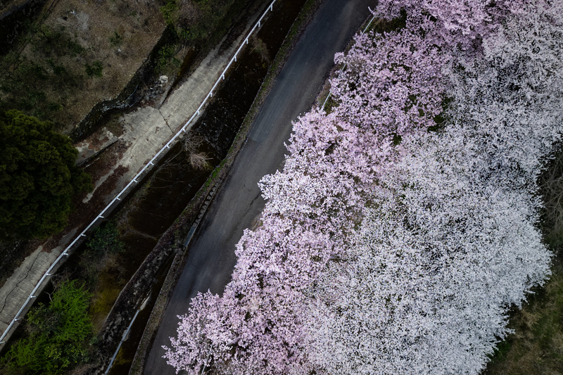 東山の桜並木