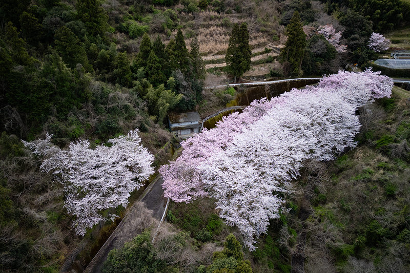 東山の桜並木