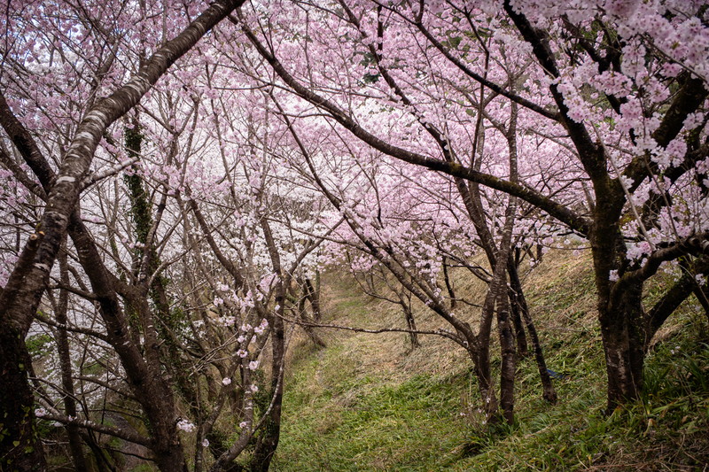 東山の桜並木