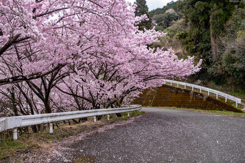 東山の桜並木