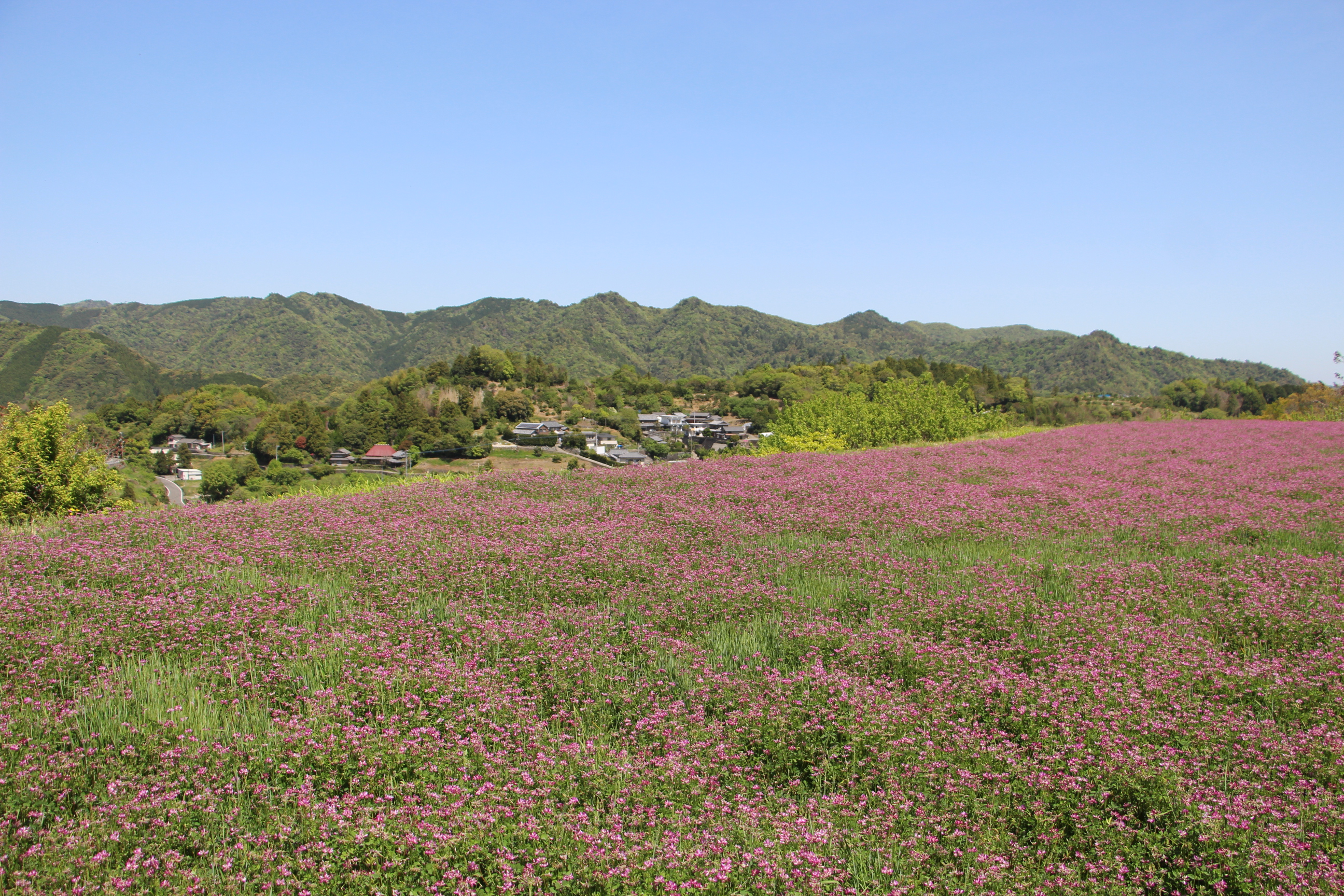 春、れんげに染まる
