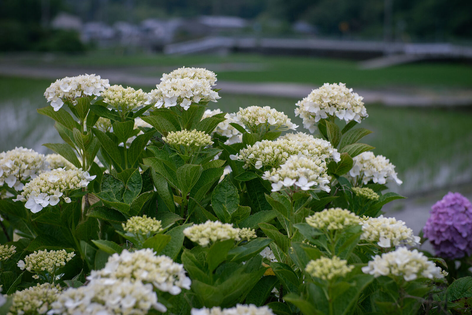 紫陽花咲く田園