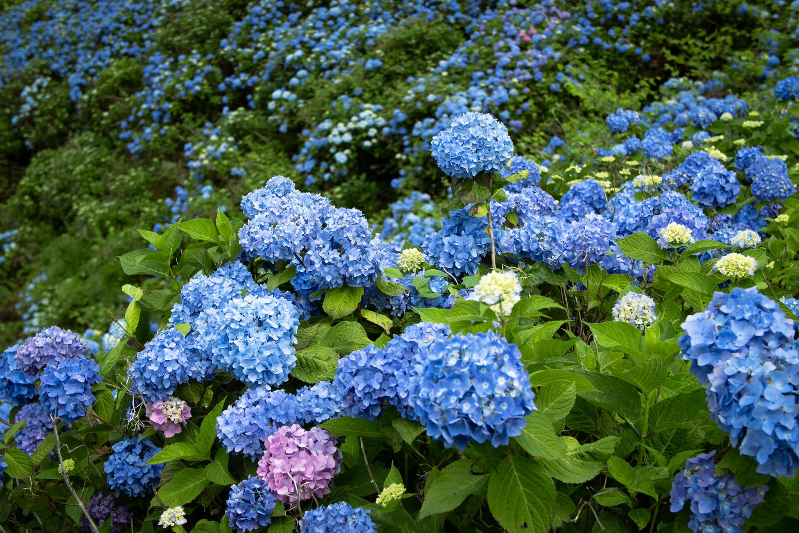 大川原高原のあじさいたち