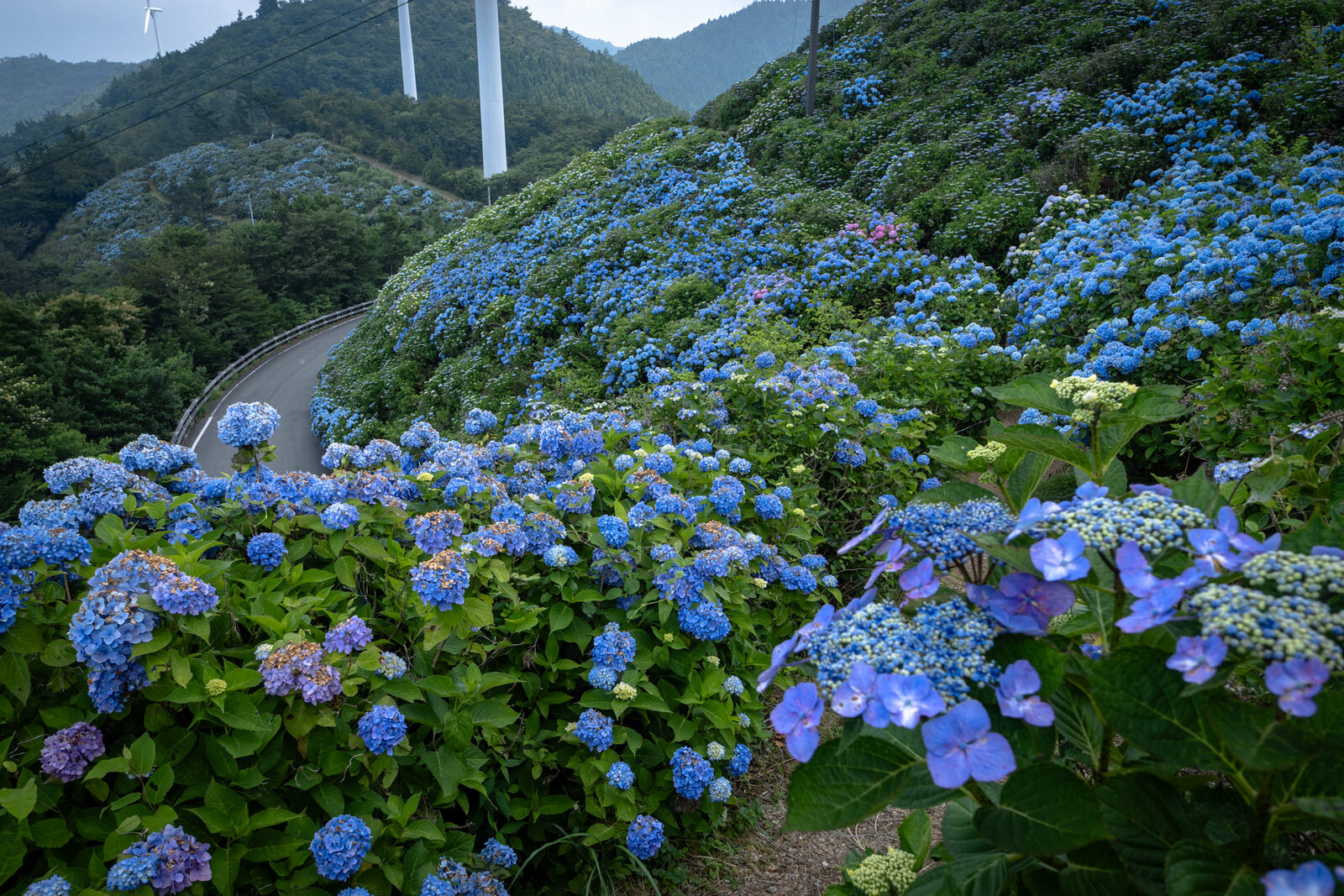 大川原高原