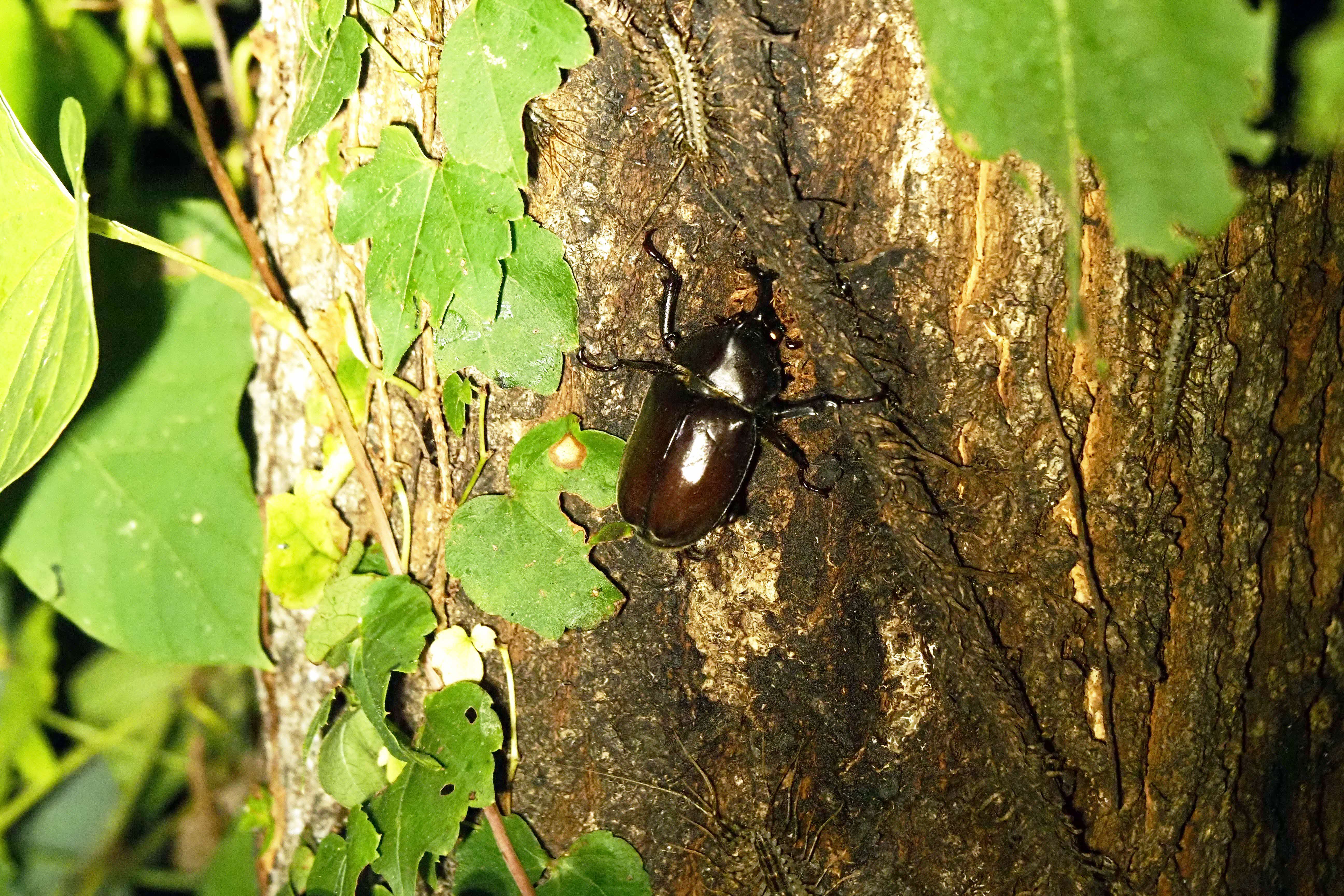 カブトムシ探し