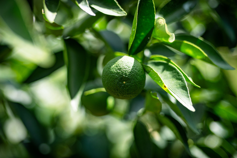 露地すだちの収穫