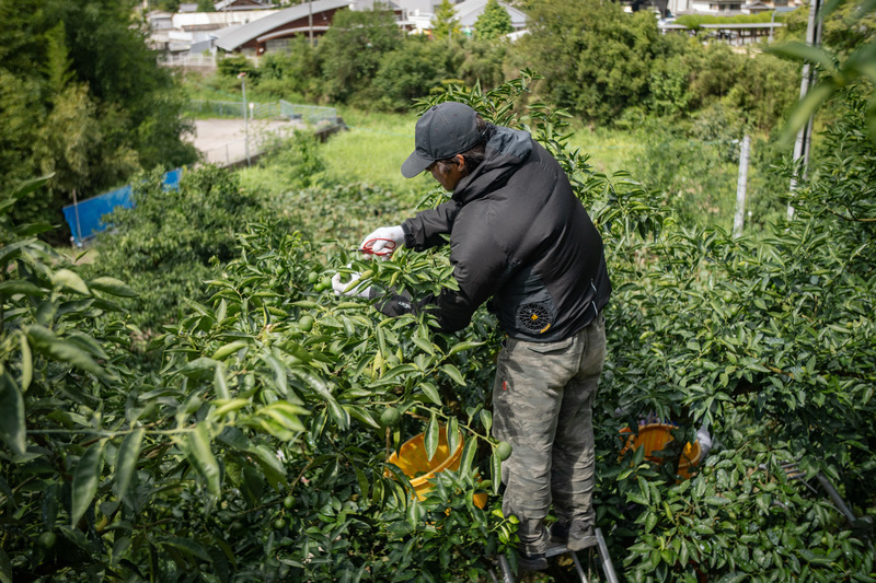 露地すだちの収穫