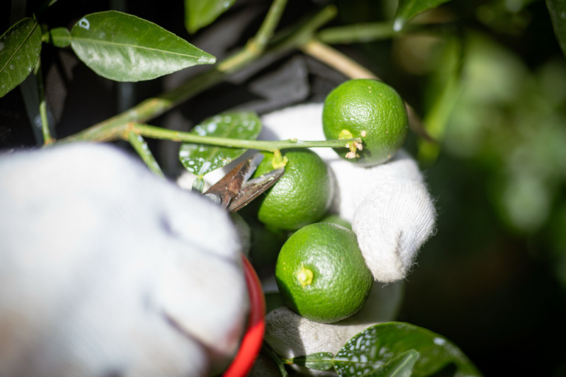 露地すだちの収穫