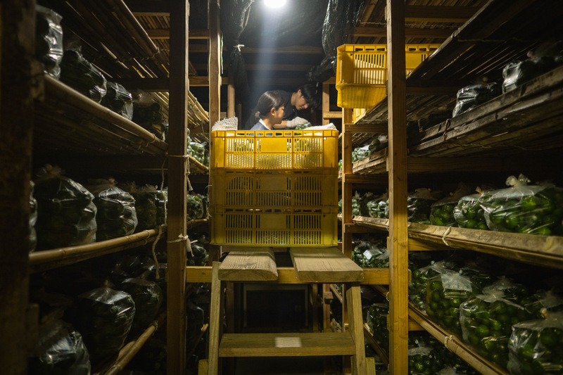 露地すだちの収穫