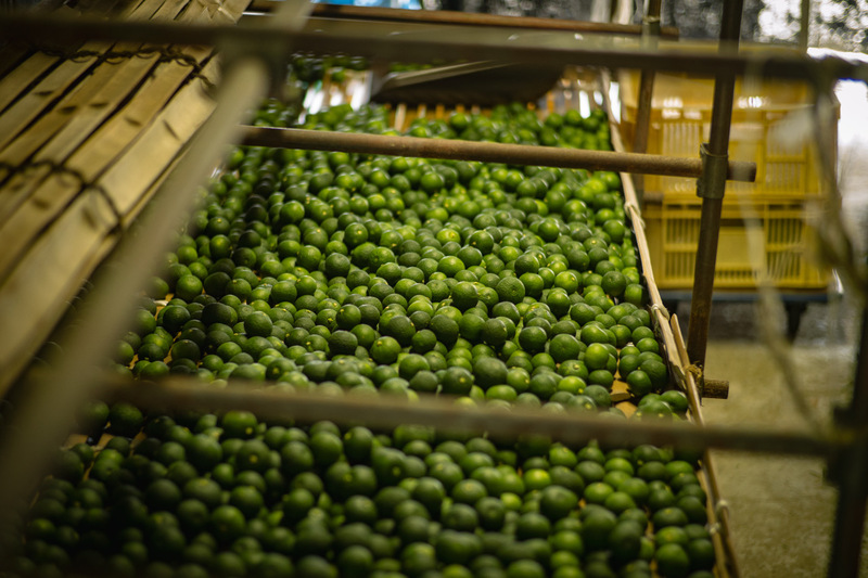 露地すだちの収穫