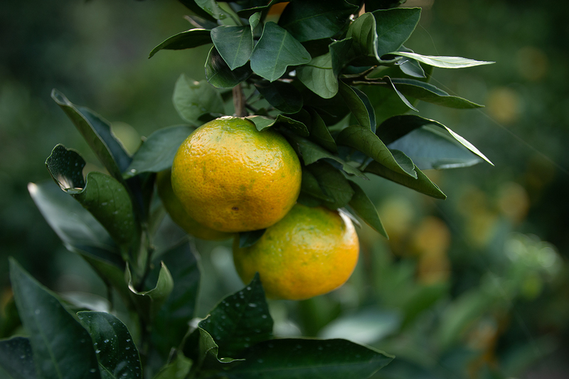 wasemikan 早生みかん