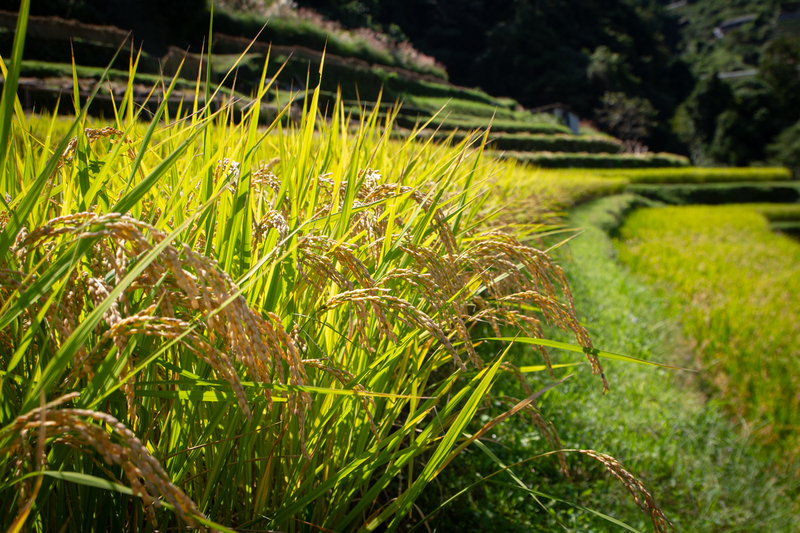 tanadamaio 棚田米