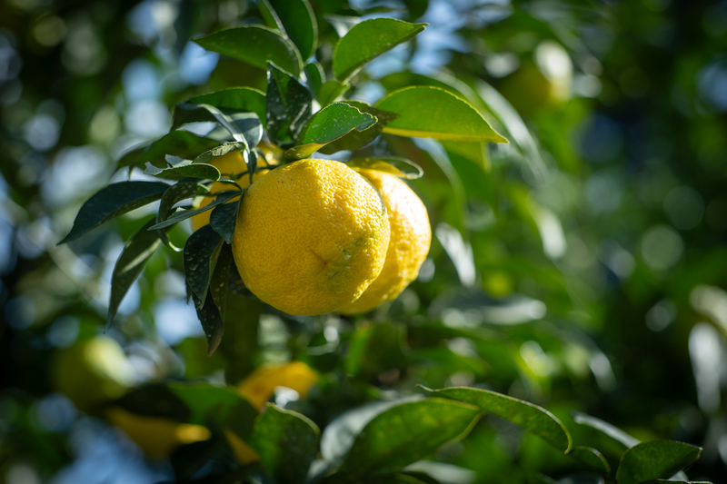 yuzu 柚子