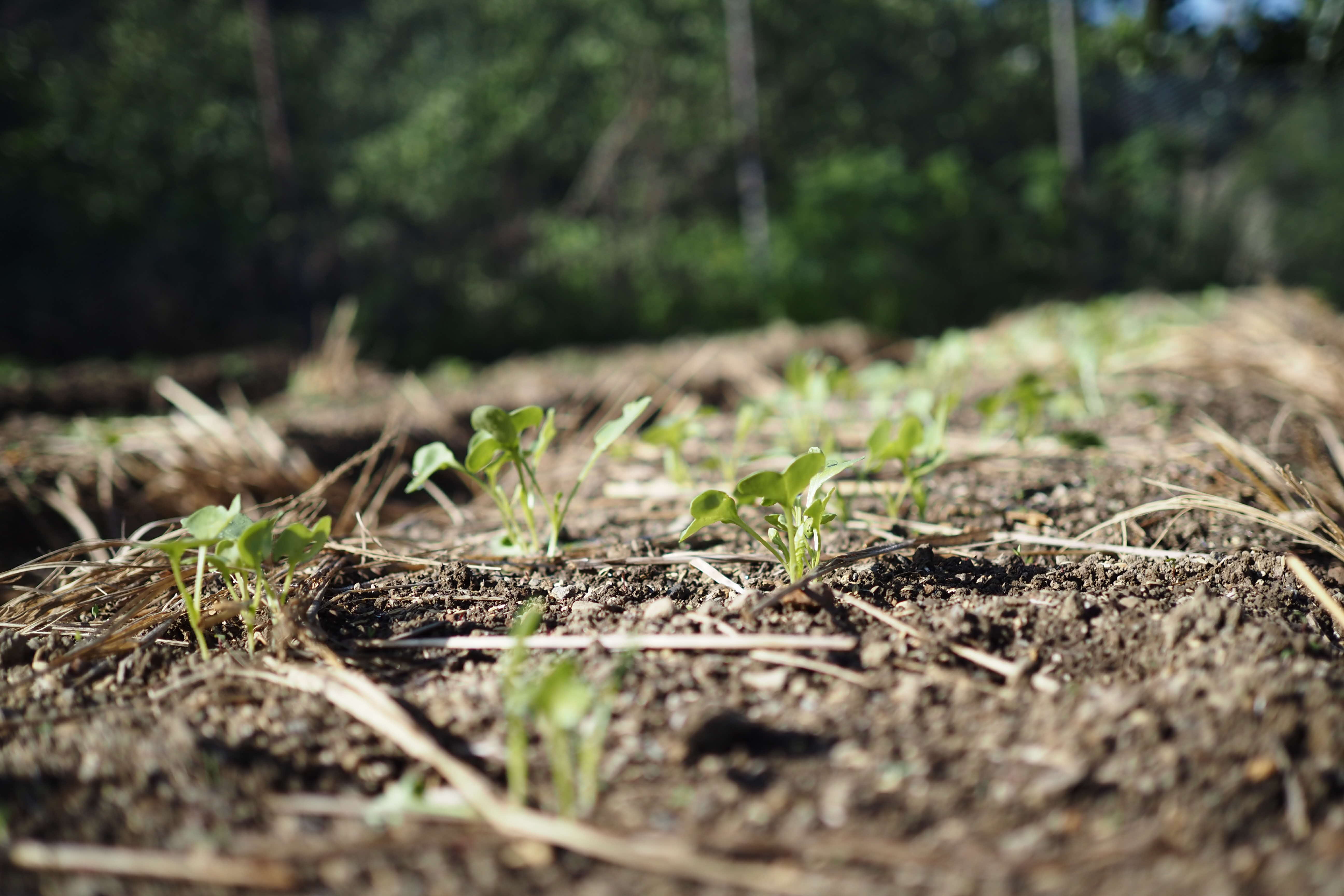 冬野菜の種まき