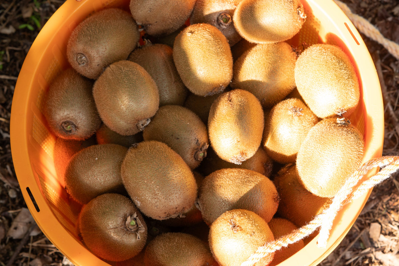 佐那河内キウイ果樹オーナー園
