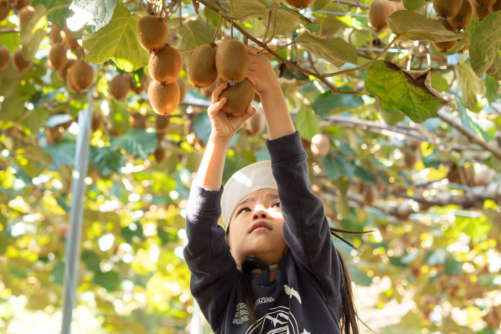 sanagochi_kiwi_kajuowner2025