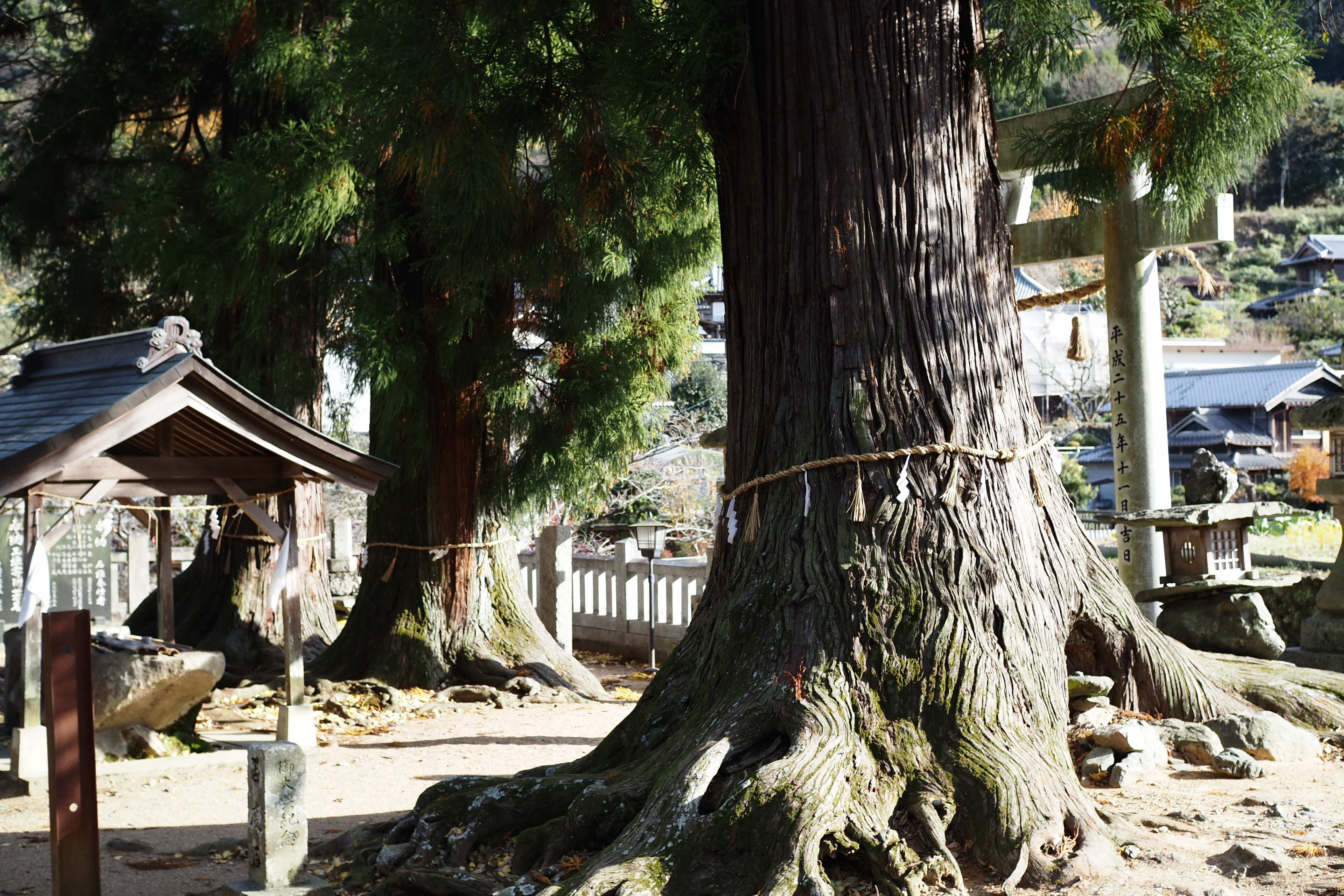 嵯峨天一神社のしめ縄づくり | 佐那河内村