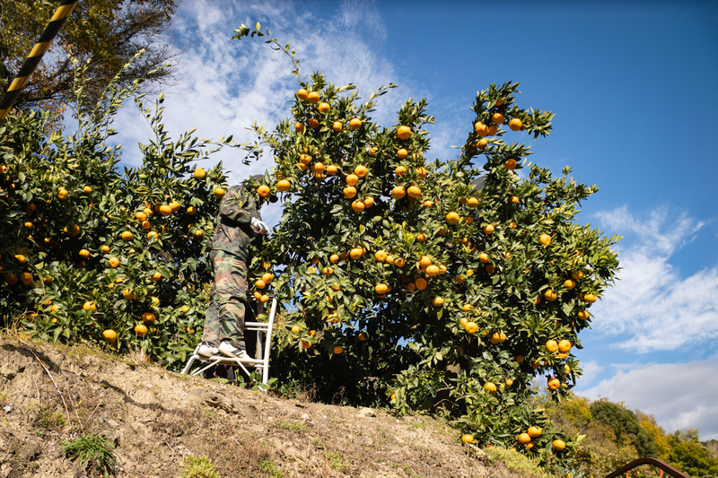 佐那河内村みかん