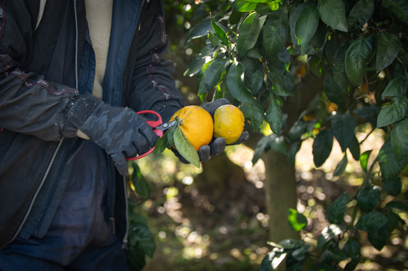 佐那河内村みかん