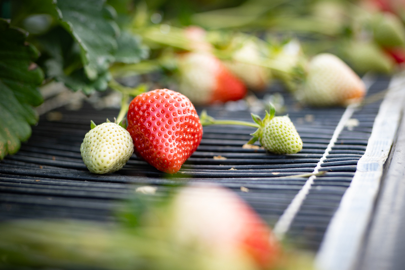 さくらももいちごの収穫