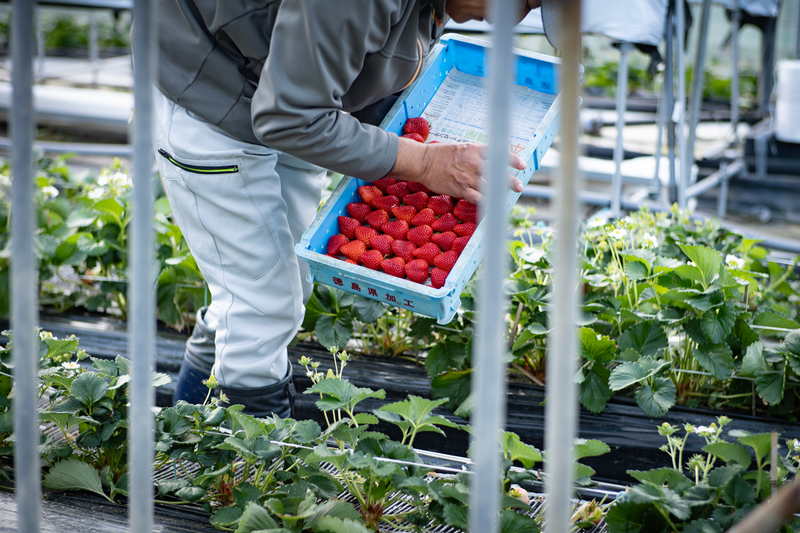 さくらももいちご