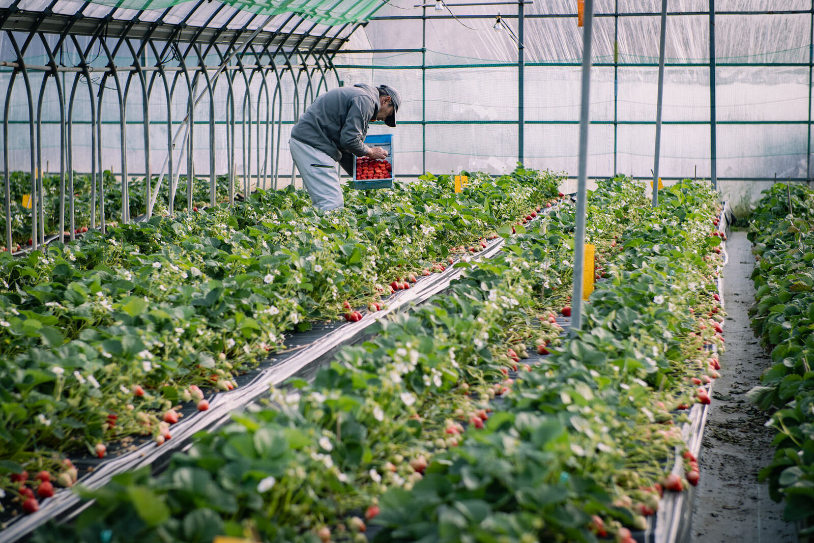 sakuramomoichigo_2026_00