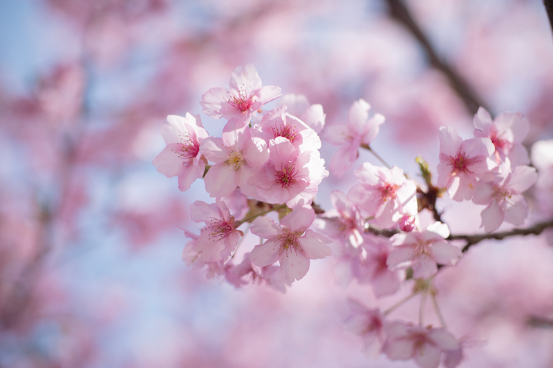 佐那河内村の河津桜・蜂須賀桜