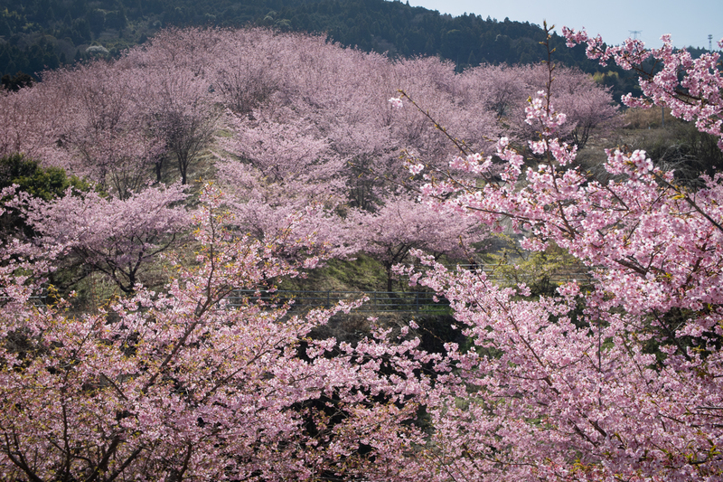 佐那河内村の河津桜・蜂須賀桜