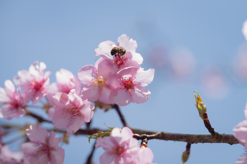 佐那河内村の河津桜・蜂須賀桜