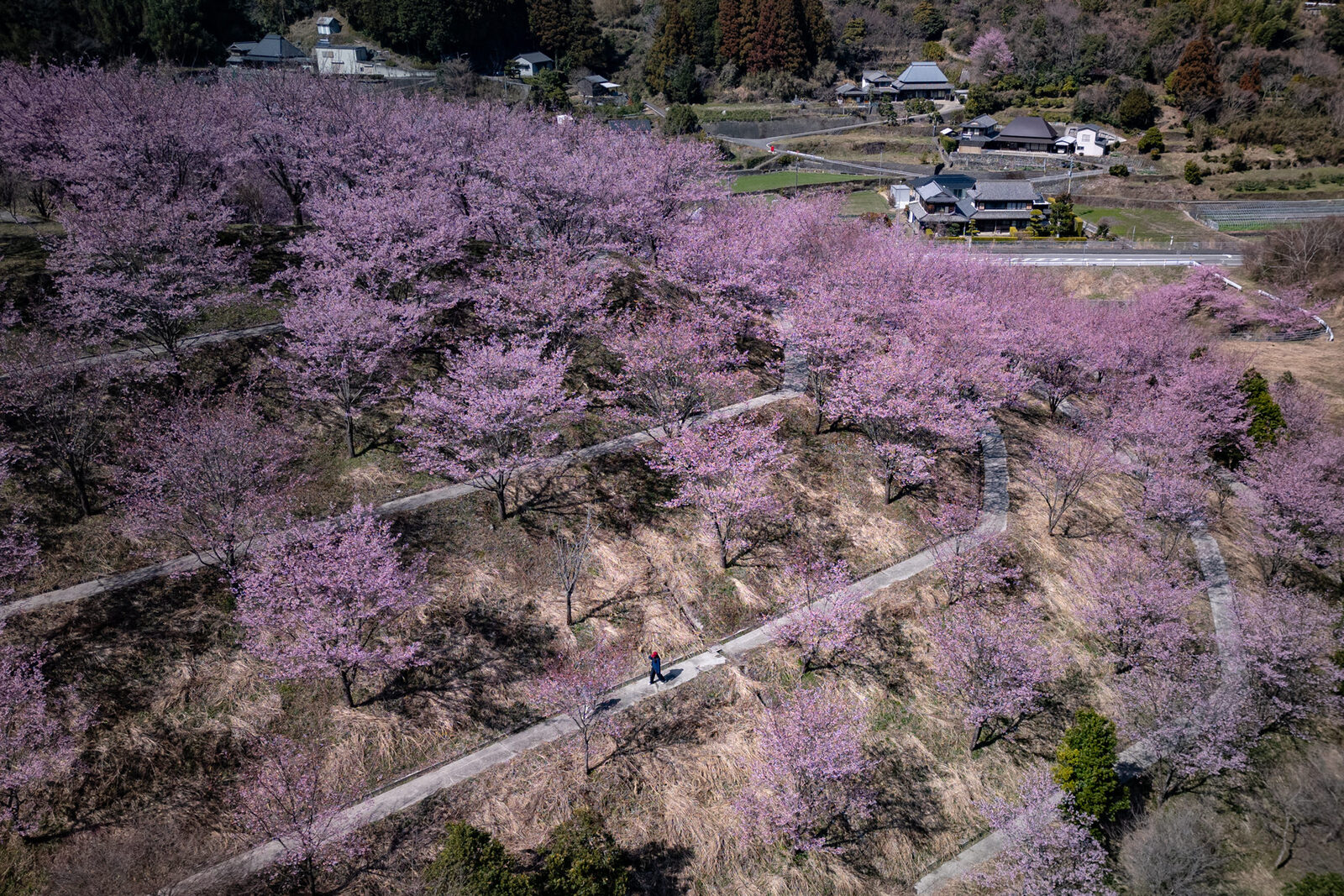 hachisukasakura_sanagochi