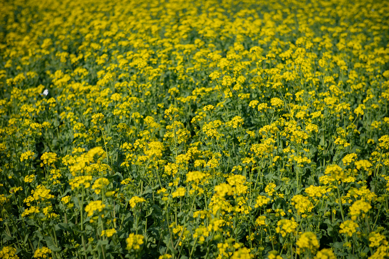 佐那河内の菜の花