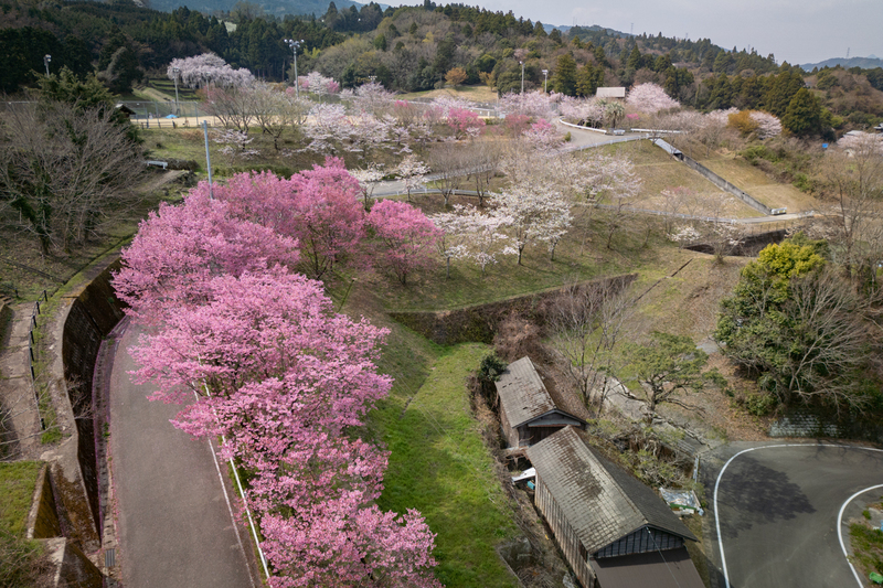 佐那河内村中央運動公園の桜