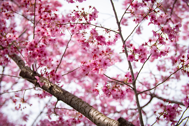 佐那河内村中央運動公園の桜