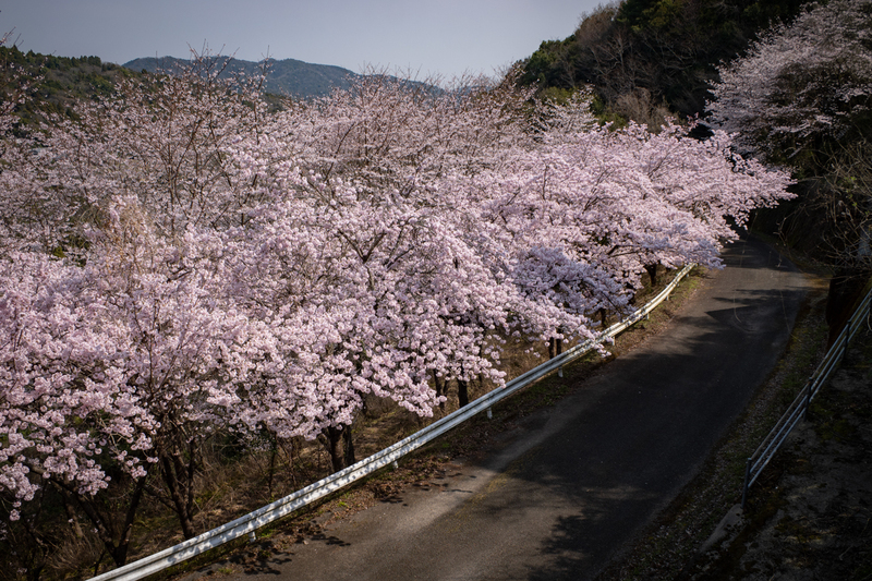 佐那河内村東山の桜