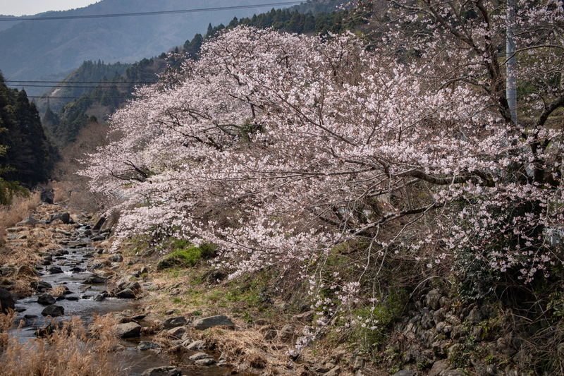 sanagochi_sagagawa_sakura2