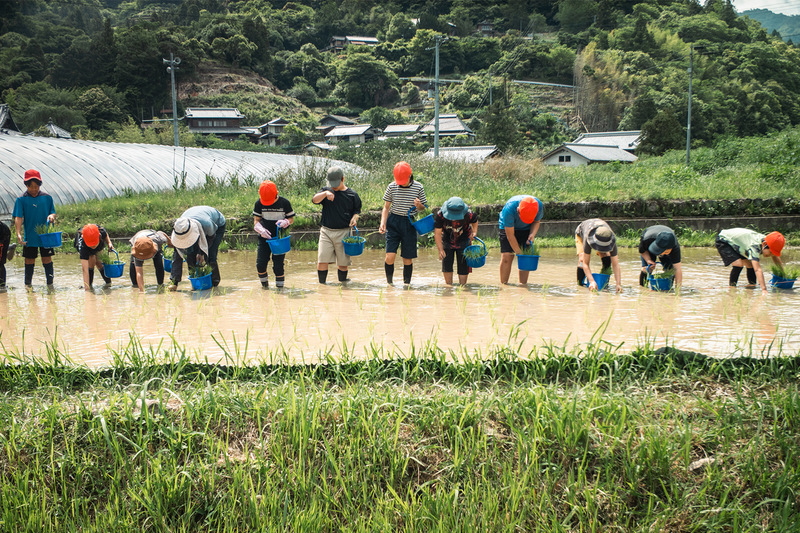 sanagochi_taue_2026_0001_P1553474 せっせと植える子どもたち