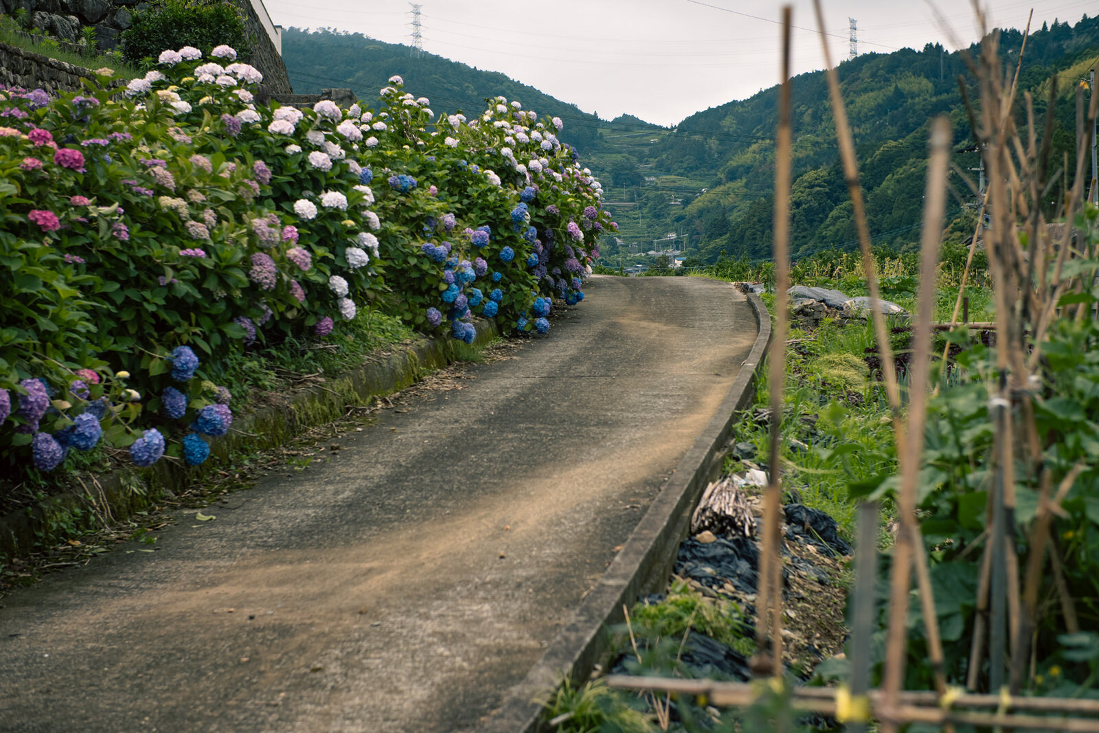 久保井の紫陽花道