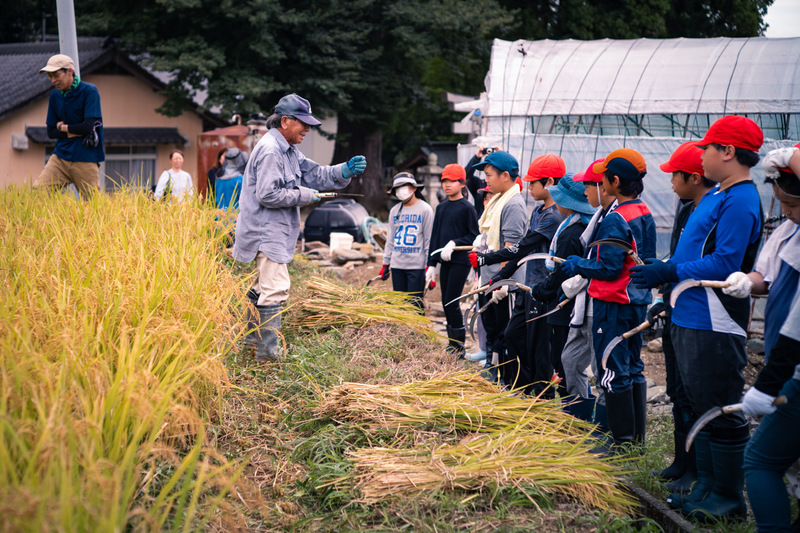 佐那河内村小学生による稲刈り