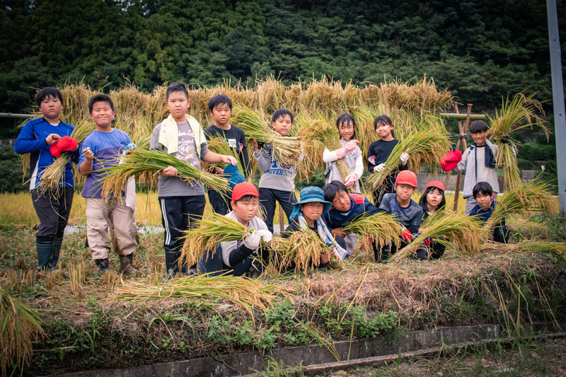 	佐那河内村小学生による稲刈り