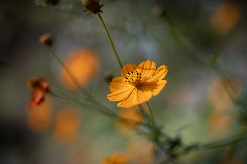 sanagochi_cosmos 佐那河内村コスモス